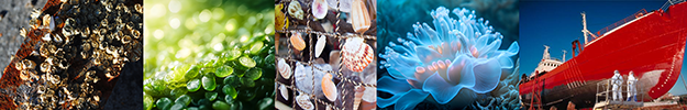 marine anti-corrosion coatings